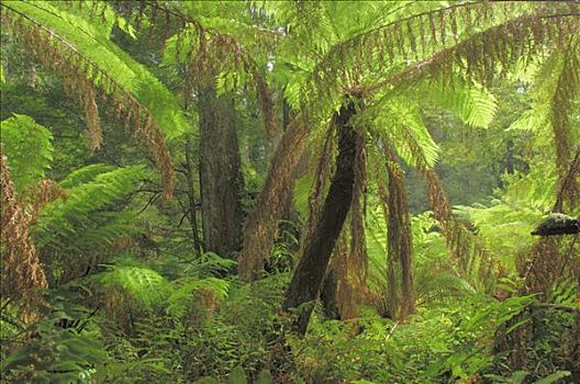 雨林,蕨类,树,澳大利亚