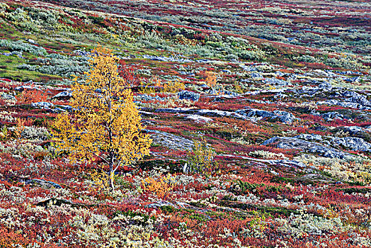 落下,风景,彩色,秋叶,国家公园,诺尔兰郡,挪威,欧洲