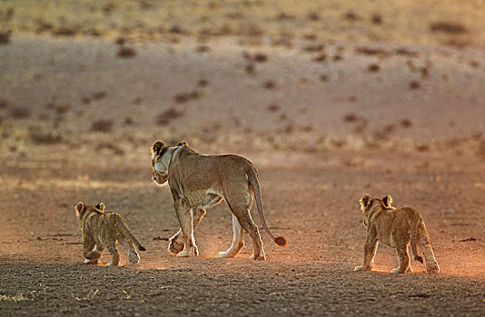 狮子,女性,两个,幼兽,早晨,亮光,卡拉哈里沙漠,卡拉哈迪大羚羊国家公园,南非,非洲