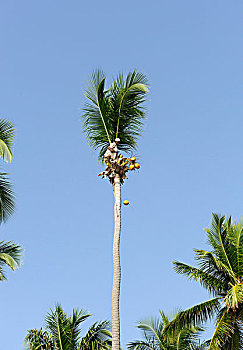 男人,切,椰树,棕榈树,椰,大砍刀,蓬塔卡纳,多米尼加共和国,加勒比海