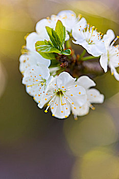 苹果花