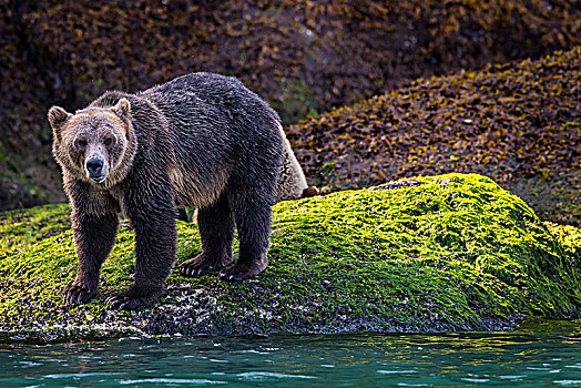 大灰熊,雌性,幼兽,进食,退潮,线条,小湾,海岸线,大熊雨林,不列颠哥伦比亚省,加拿大