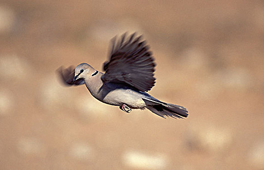 斑鸠,鸽子,飞行,卡拉哈迪大羚羊国家公园,卡拉哈里沙漠,南非,非洲