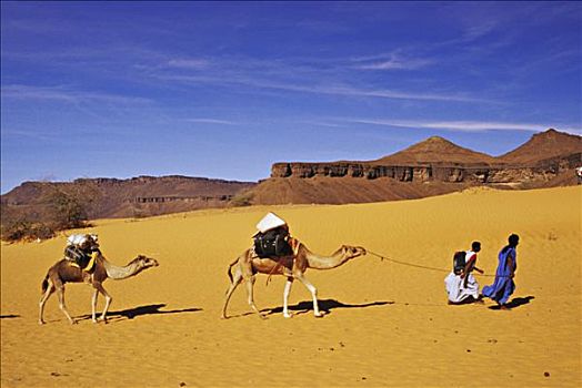 毛里塔尼亚,高原,骆驼,驾驶员,两个动物