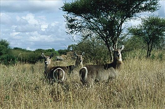 水羚,克鲁格国家公园,南非