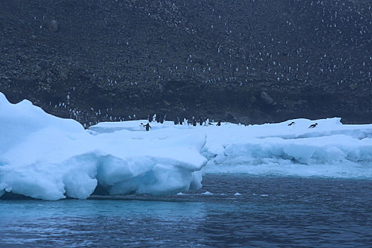 南极半岛,布朗,断崖,浮冰,企鹅