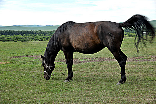 内蒙古呼伦贝尔额尔古纳根河湿地边的马驹
