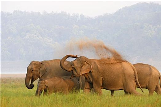 亚洲象,象属,国家公园,印度