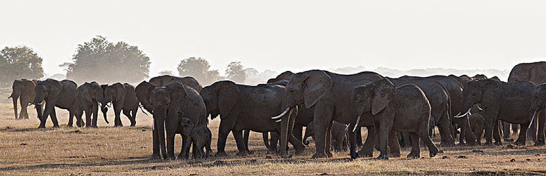 非洲大象050