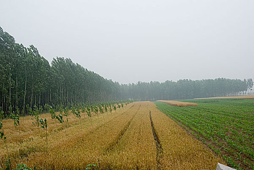 河北涞水麦田