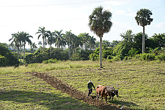 古巴,区域,一个,男人,耕作,地点,感谢,牛,连接,一起,木质,轭