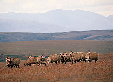牧群,绵羊,南非