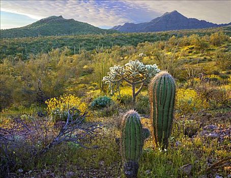 管风琴仙人掌国家保护区,索诺拉沙漠,亚利桑那