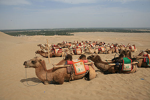 甘肃,河西走廊,鸣沙山接待游客的骆驼