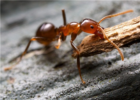 蚂蚁,树皮