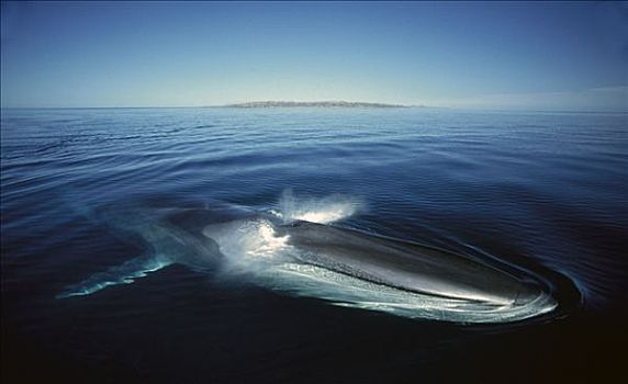 鳍鲸,长须鲸,成年,冬天,喂食,地面,科特兹海,北下加利福尼亚州,墨西哥