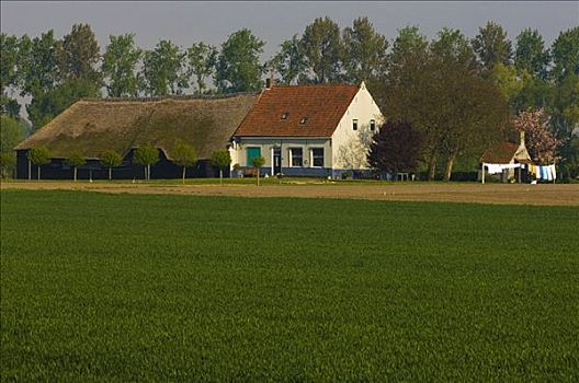 农舍,荷兰