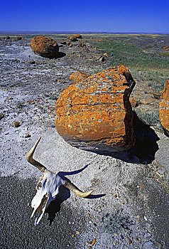 母牛,头骨,大,漂石,红岩,艾伯塔省,加拿大