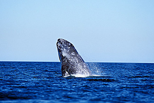 灰鲸,成年,鲸跃,下加利福尼亚州,墨西哥