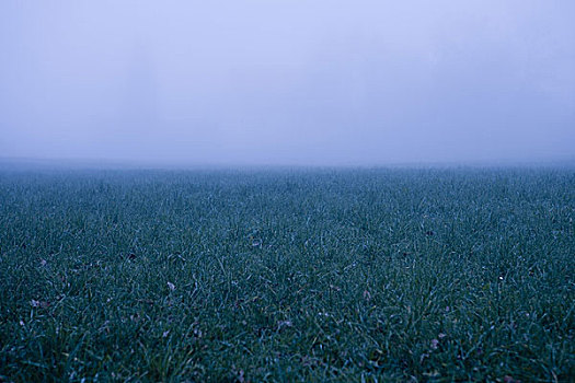 草地,雾