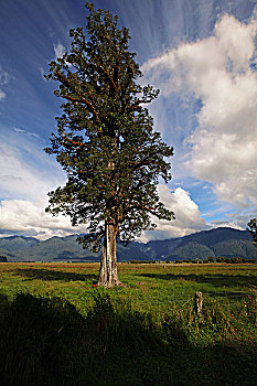 马瑟森湖lake,matheson