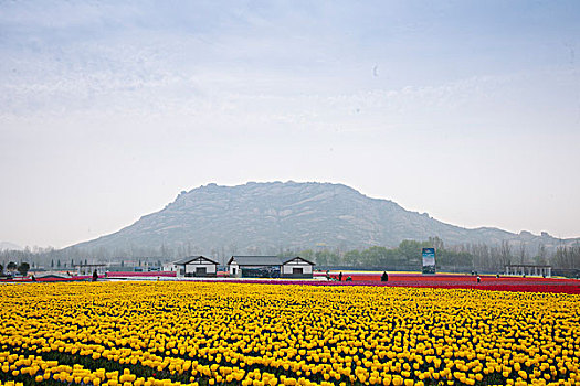 驻马店遂平嵖岈山郁金