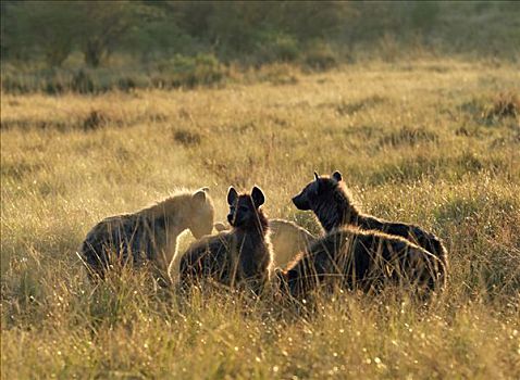 寒冷,早晨,鬣狗,吞食,幼兽,角马,杀死,马塞马拉野生动物保护区