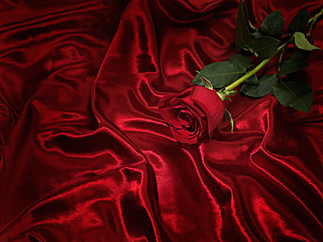 一个,红玫瑰,光泽,丝绸,布