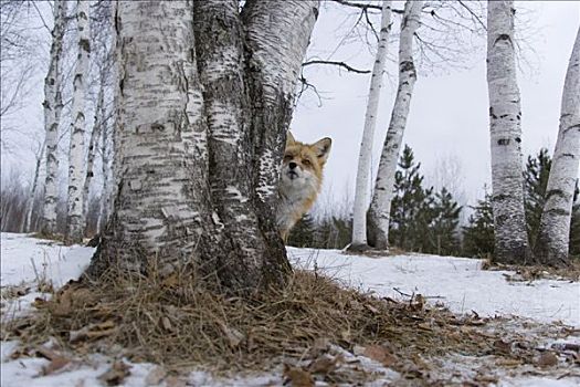 红狐,隐藏,后面,树,明尼苏达,美国