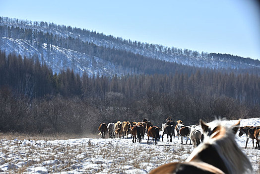 乌兰布统雪山赶马