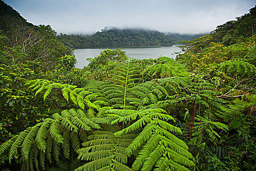 热带植物,生长,相似,湖,国家公园,岛屿,东方,菲律宾