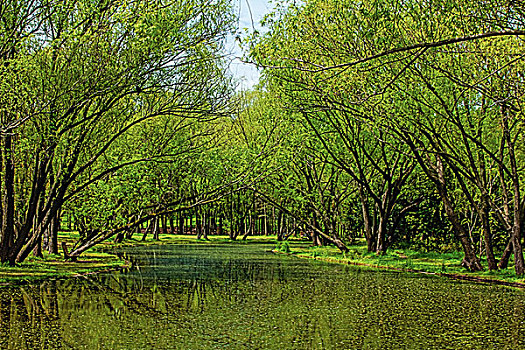 上海共青森林公园风光