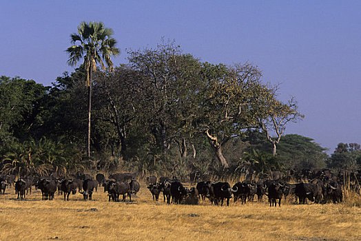 博茨瓦纳,奥卡万戈三角洲,岛屿,南非水牛,牧群
