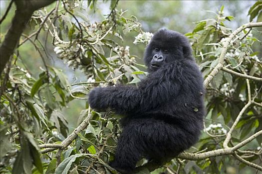 山地大猩猩,大猩猩,幼小,花,树上,濒危,国家,卢旺达