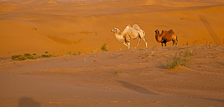 沙漠野骆驼