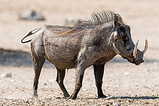头像,疣猪,卡拉哈里沙漠,博茨瓦纳,非洲