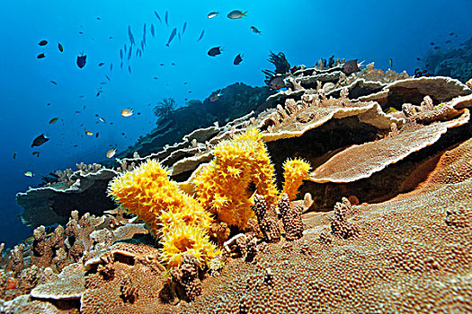 水下,景色,礁石,未知,黄色,海绵,多孔动物门,石头,珊瑚,鱼,大堡礁,世界遗产,昆士兰,澳大利亚,太平洋