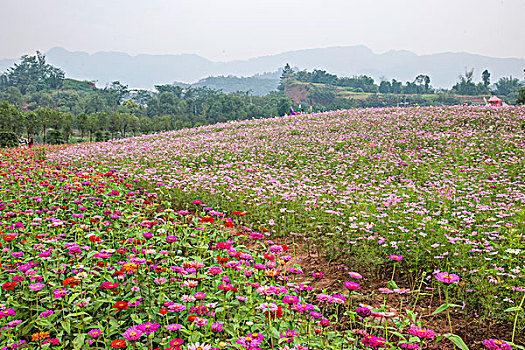 重庆巴南花木世界园林满山盛开的格桑花