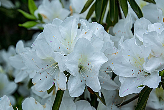 白色杜鹃花卉特写