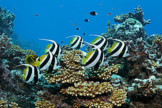 成群,马夫鱼属,上方,珊瑚礁,太平洋,法属玻利尼西亚,大洋洲