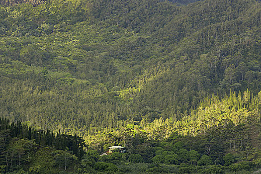 树,雨林,考艾岛,夏威夷,美国