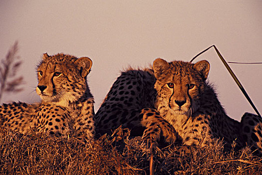 非洲,博茨瓦纳,印度豹,幼兽,猎豹