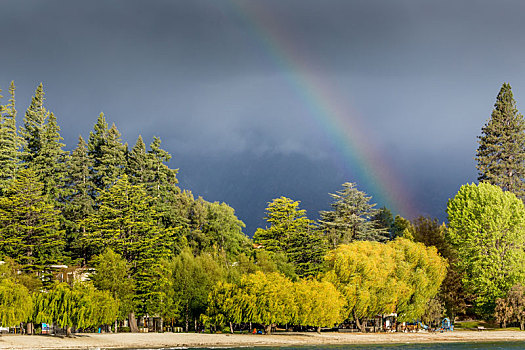彩虹,上方,树林,多云天气,新西兰