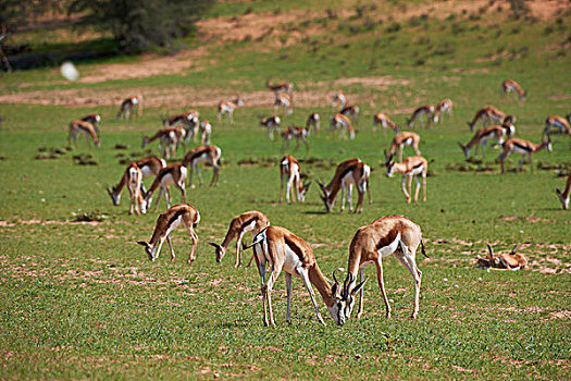 牧群,放牧,跳羚,卡拉哈迪大羚羊国家公园,南非