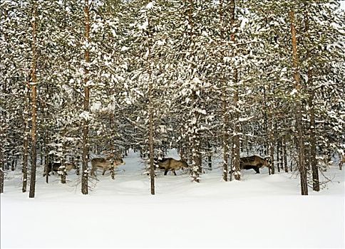驯鹿,树林,瑞典
