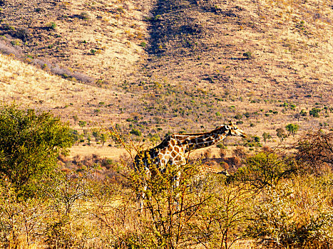 清晨的非洲大草原,长颈鹿在觅食