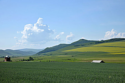内蒙古呼伦贝尔额尔古纳根河湿地边的麦地