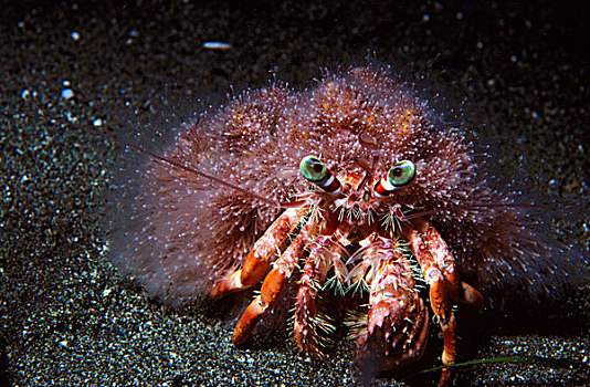 寄居蟹,印度尼西亚