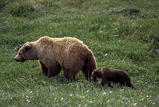美国,阿拉斯加,德纳里峰国家公园,大灰熊,母熊,幼兽