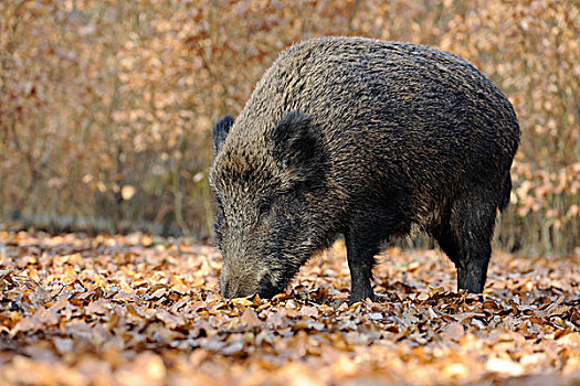 野猪,雌性,野生,母猪,觅食,俘获,北莱茵-威斯特伐利亚,德国,欧洲